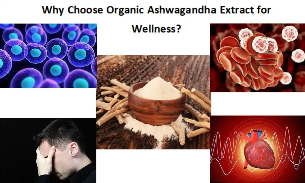 Why Choose Organic Ashwagandha Extract for Wellness?